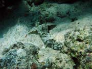 Crocodile Fish. Potpn u ostrov Togian, Kadidiri, lokalita Dominic Rock. Sulawesi, Indonsie.