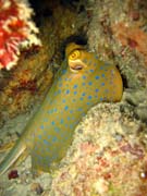 Rejnok, nebo-li Bluespotted ray (Dasyatis kuhlii). Potpn u ostrov Togian, Kadidiri, lokalita Taipai. Indonsie.