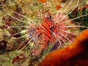 Perutn, nebo-li Lionfish. Potpn u ostrov Togian, Kadidiri, lokalita Taipai. Indonsie.