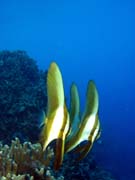 Bannerfish. Potpn u ostrov Togian, Kadidiri, lokalita Taipai. Sulawesi, Indonsie.