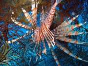 Lionfish. Potápění u ostrova Biak, lokalita Catalina wreck. Papua,  Indonésie.