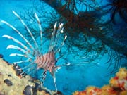 Lionfish. Potápění u ostrova Biak, lokalita Catalina wreck. Papua,  Indonésie.