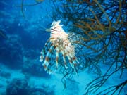 Lionfish. Potápění u ostrova Biak, lokalita Catalina wreck. Indonésie.
