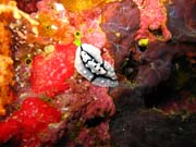 Nudibranch. Potápění u ostrova Biak, ostrov Owi. Indonésie.