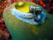 Nudibranch. Potpn u ostrova Biak, ostrov Owi. Indonsie.