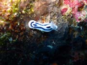 Nudibranch. Potpn u ostrova Biak, ostrov Owi. Papua, Indonsie.