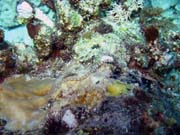 Pipefish. Potápění u ostrova Biak, ostrov Owi. Papua,  Indonésie.