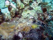 Pipefish. Potpn u ostrova Biak, ostrov Owi. Papua, Indonsie.