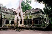 Ta Prohm - chrám v džungli. Oblast Angkor Watu. Kambodža.