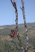Obětina jako ochrana proti duchům. Vesnice Kyartho, provincie Chin. Myanmar (Barma).