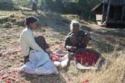 Ženy přebírají květy rododendródů. Ty lidé Chin používají jako čaj či pro výrobu místního vína. Vesnice Aye, provincie Chin. Myanmar (Barma).