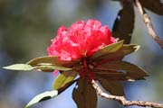 Květ rododendródu. Provincie Chin. Myanmar (Barma).