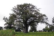 Krásný velký strom. Oblast Boukoumbé. Benin.