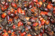 Lisovn prodnho oleje a palmovch plod. eka Lobe. Kamerun.