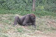 Šimpanz, ochranná stanice Limbe. Kamerun.