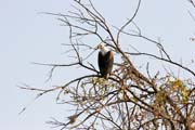 Orel (fish eagle). Oblast jezera ad. Kamerun.