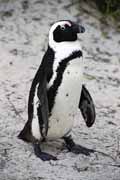 Tučňáci na Boulders Beach. Jihoafrická republika.