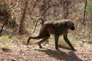 Opice jsou často k vidění podél hlavní silnice N'Gaoundéré - Maroua. Kamerun.