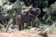 Opice jsou asto k vidn podl hlavn silnice N'Gaoundr - Maroua. Kamerun.