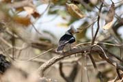 Pták u jezera Tison. Kamerun.