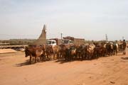 Stdo dobytka v ulicch msta N'Gaoundr. V pozad je vidt vlakov ndra. Kamerun.