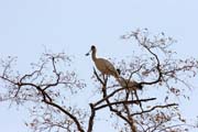 Ptk Lik pestr, Nrodn park Waza. Kamerun.
