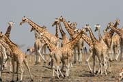 Žirafy. Národní park Waza. Kamerun.
