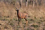 Antilopa (Red Hartebeast), Nrodn park Waza. Kamerun.