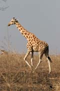 Žirafa. Národní park Waza. Kamerun.