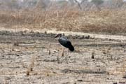 Čáp marabu. Národní park Waza. Kamerun.