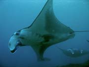 Rejnok manta (Manta birostris) na lokalit Manta Point u ostrova Nusa Penida. Bali,  Indonsie.