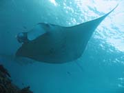 Rejnok manta (Manta birostris) na lokalit Manta Point u ostrova Nusa Penida. Bali,  Indonsie.