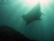 Rejnok manta (Manta birostris) na lokalit Manta Point u ostrova Nusa Penida. Bali,  Indonsie.