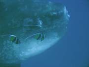 M�s��n�k sv�tiv� (Ocean Sunfish �i Mola Mola) na lokalit� Crystal Bay u ostrova Nusa Penida. Bali,  Indon�sie.