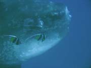 Msnk svtiv (Ocean Sunfish i Mola Mola) na lokalit Crystal Bay u ostrova Nusa Penida. Indonsie.