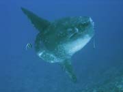 Msnk svtiv (Ocean Sunfish i Mola Mola) na lokalit Crystal Bay u ostrova Nusa Penida. Bali, Indonsie.