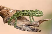 I na Sahaře je život - chameleon. Niger.