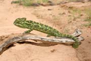 I na Sahae je ivot - chameleon. Niger.