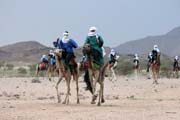 Tradi�n� velbloud� z�vody na tuare�sk� svatb�. Oblasti poho�� Air. Niger.