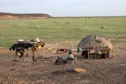 Ráno v kempu nomádských Tuaregů. Poušť Sahara. Niger.