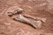 Kosti z dinosaura - brontosaura. Dinousauří hřbitov v blízkosti města Agadez.  Niger.