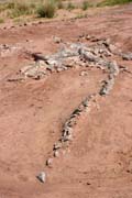 Kostra dinosaura - brontosaura. Dinousauří hřbitov v blízkosti města Agadez.  Niger.