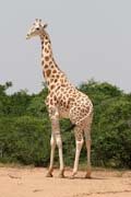 Poslední volně žijící žirafy v Západní Africe - rezervace Kourou. Niger.