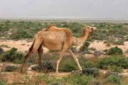 Velbloud a psen duny na jinm pobe ostrova Socotra (Suqutra). Jemen.