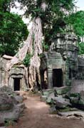 Ta Prohm - chrm v dungli. Oblast Angkor Watu. Kamboda.