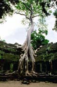 Chrám Ta Prohm - chrám zanechaný v džungli. Oblast chrámů Angkor Wat. Kambodža.
