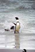 Tunci na Boulders Beach. Jihoafrick republika.