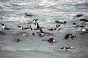 Tučnáci na Boulders Beach. Jihoafrická republika.