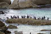 Tučnáci na Boulders Beach. Jihoafrická republika.