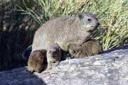 Dassies, Augrabies. Jihoafrická republika.